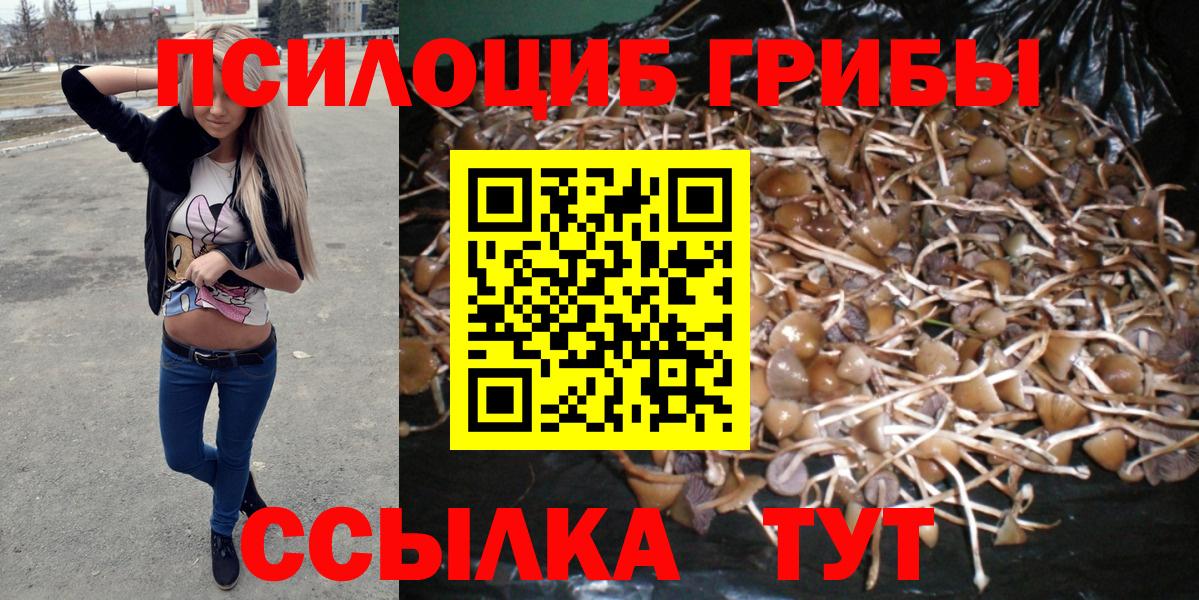 Кизилюрт  Псилоцибиновые грибы Psilocybine cubensis  Вход с VPN 